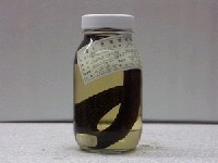 藏品(黴身裸胸鯙)的圖片